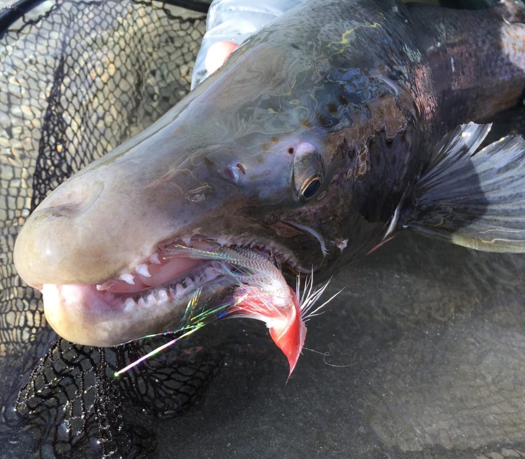 Curleys Fishery